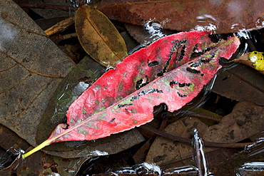 Fallen red leaf on water, Hopkins Creek, New South Wales, Australia, Pacific