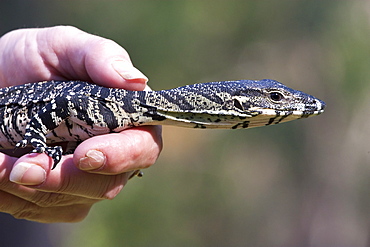 Juvenile lace monitor (Varanus varius) in hand, Hopkins Creek, New South Wales, Australia, Pacific