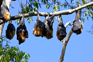 Grey-headed flying-foxes (Pteropus poliocephalus) roosting in tree, Uki, New South Wales, Australia, Pacific