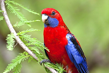 Crimson rosella (Platycercus elegans) perching on branch., Hopkins Creek, New South Wales, Australia, Pacific