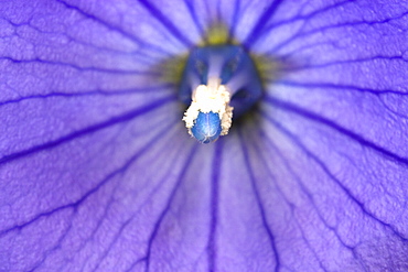 Chinese bellflower (Platycodon grandiflorus) close-up, Hopkins Creek, New South Wales, Australia, Pacific