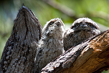 Tawny frogmouth (Podargus strigoides) with fledging young on branch, Hopkins Creek, New South Wales, Australia, Pacific