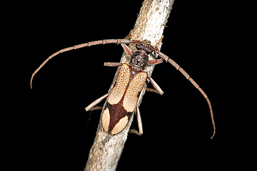 Longicorn beetle (Phoracantha cruciata) on twig, Hopkins Creek, New South Wales, Australia, Pacific