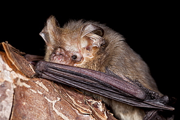 Female Gould's long-eared bat (Nyctophilus gouldi) on branch, Hopkins Creelk New South Wales, Australia, Pacific