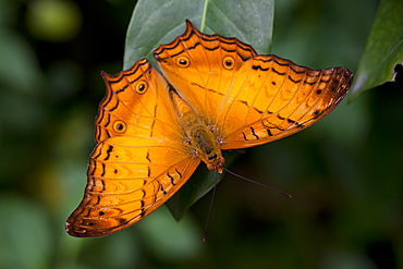 Cruiser butterfly (Vindula arsinoe) male at rest, Kuala Lumpur Butterfly Park, Kuala Lumpur, Malaysia, Southeast Asia, Asia