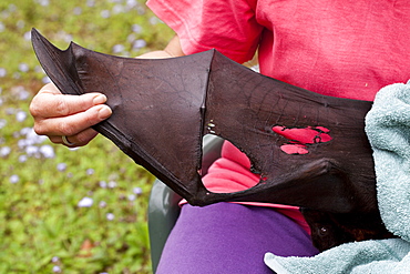 Damaged right wing, specifically Plagiopatagium, of male black flying-fox (Pteropus alecto) following barbed wire entanglement, Cudgen, New South Wales, Australia, Pacific