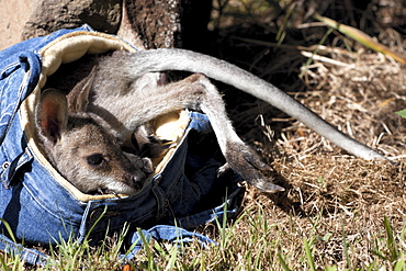 Hand-reared female red-necked wallaby joey (Macropus rufogriseus) 9 months old resting in basket, Eungella, New South Wales, Australia, Pacific