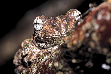 Peron's tree frog (Litoria peronii) on branch, Hopkins Creek, New South Wales, Australia, Pacific