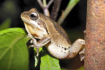 Bleating tree frog (Litoria dentata), Hopkins Creek, New South Wales, Australia, Pacific