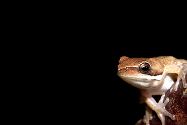 Juvenile bleating tree frog (Litoria dentata), Hopkins Creek, New South Wales, Australia, Pacific