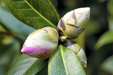 Camellia buds opening (Theaceae cv.), Hopkins Creek, New South Wales, Australia, Pacific