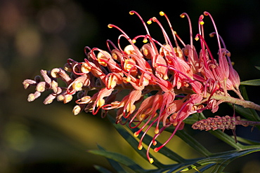 Orange Grevillea flower (Grevillea sp.) Cultivar, Hopkins Creek, New South Wales, Australia, Pacific