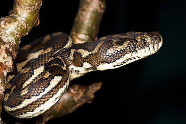 Coastal carpet python (Morelia spilota variegata) in tree branch, Hopkins Creek, New South Wales, Australia, Pacific