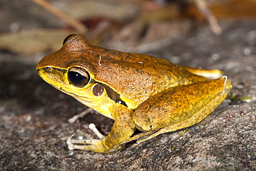 Juvenile Lesueur's frog (Litoria lesueuri) on rock, Hopkins Creek, New South Wales, Australia, Pacific