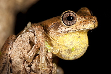 Peron's tree frog (Litoria peronii) on branch, Hopkins Creek, New South Wales, Australia, Pacific