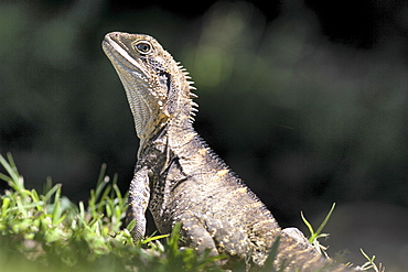 Eastern water dragon (Physignathus lesuerii), Murwillumbah, New South Wales, Australia, Pacific