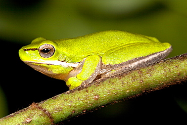 Adult dwarf tree frog (Litoria fallax) on branch, Hopkins Creek, New South Wales, Australia, Pacific