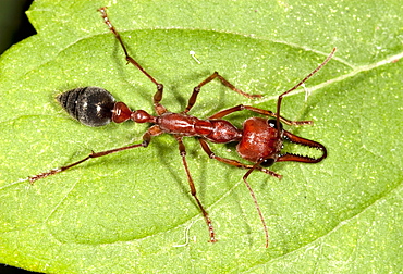 Brown bulldog ant (Myrmecia brevinoda; Myrmecia pyriformis) dorsal view on leaf, Hopkins Creek, New South Wales, Australia, Pacific