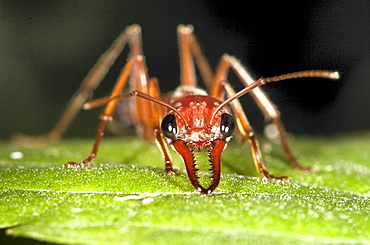 Brown bulldog ant (Myrmecia brevinoda; Myrmecia pyriformis) in defensive posture on leaf, Hopkins Creek, New South Wales, Australia, Pacific