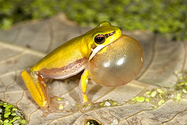 Adult dwarf tree frog (Litoria fallax) singing from floating leaf, Hopkins Creek, New South Wales, Australia, Pacific