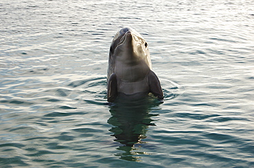 Bottlenose dolphin (Tursiops truncatus) in a sea pen. Red Sea. Captive