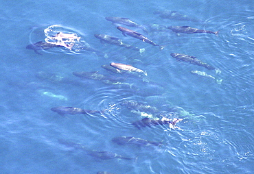 Aerial view of a pod of Short-finned pilot whales (Globicephala macrorhynchus). Gulf of Maine, USA.   (rr)