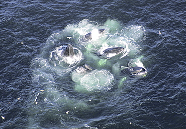 Humpback Whales  (Megaptera novaeangliae). Aerial view of adults co-operatively bubble-net feeding. Gulf of Maine, USA    (rr)