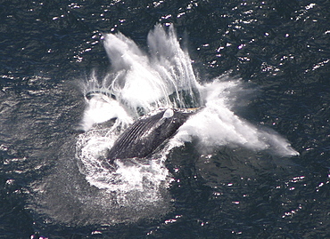 Humpback Whale (Megaptera novaeangliae) breaching. Gulf of Maine, USA    (rr)