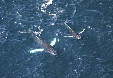 Aerial view of Humpback Whales (Megaptera novaeangliae). Gulf of Maine, USA    (rr)