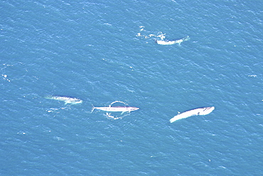 Aerial view of Sei whales (Balaenoptera borealis) surfacing. Gulf of Maine, USA    (rr)