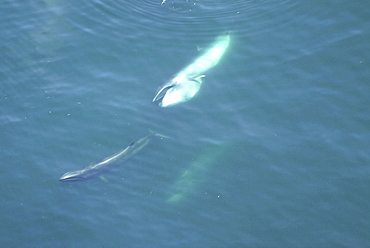 Aerial view of Sei whales (Balaenoptera borealis) surfacing. Gulf of Maine, USA    (rr)