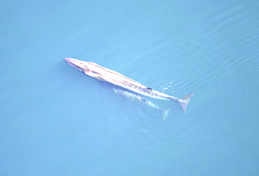 Aerial view of Sei whale (Balaenoptera borealis) with calf. Gulf of Maine, USA   (rr)