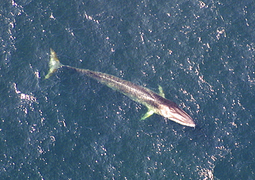 Aerial view of Fin whale (Balaenoptera physalus) surfacing. Gulf of Maine, USA    (rr)