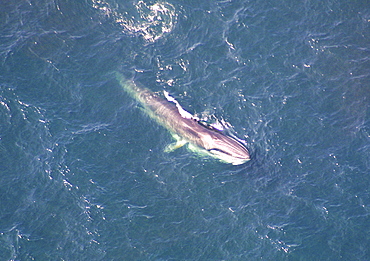 Aerial view of Fin whale (Balaenoptera physalus) surfacing. Gulf of Maine, USA    (rr)