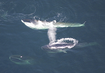 Aerial view of Fin whales (Balaenoptera physalus) surfacing. Gulf of Maine, USA    (rr)