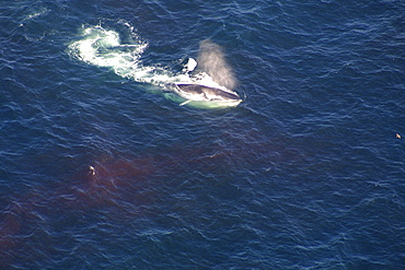 Aerial view of Fin whale (Balaenoptera physalus) surfacing. Gulf of Maine, USA    (rr)