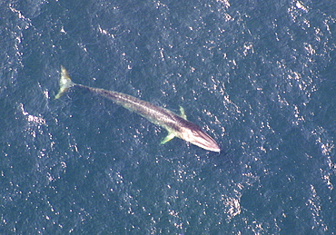 Aerial view of Fin whale (Balaenoptera physalus) surfacing. Gulf of Maine, USA    (rr)