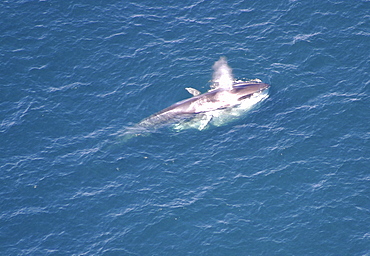 Aerial view of Fin whale (Balaenoptera physalus) surfacing. Gulf of Maine, USA    (rr)