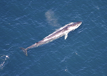 Aerial view of Fin whale (Balaenoptera physalus) surfacing. Gulf of Maine, USA    (rr)