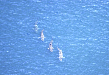 Aerial view of Basking Sharks (Cetorhinus Maximus). Gulf of Maine, USA    (rr)