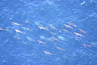 Aerial view of Basking Sharks (Cetorhinus Maximus). Gulf of Maine, USA    (rr)