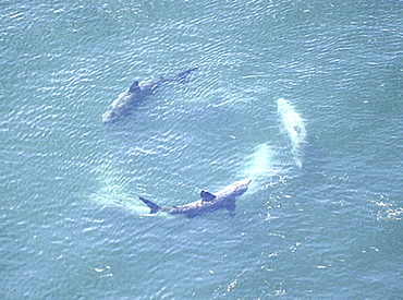 Aerial view of cartwheeling Basking Sharks (Cetorhinus Maximus). Gulf of Maine, USA    (rr)