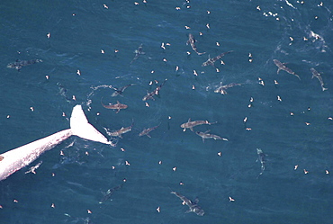 Aerial of school of sharks feeding on a dead whale at surface. Gulf of Maine, USA     (rr)