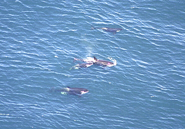 Aerial view of a pod of Killer whales (Orcinus orca). Gulf of Maine, USA     (rr)