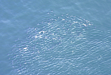 Aerial view of Tuna fish. Gulf of Maine, USA    (rr)