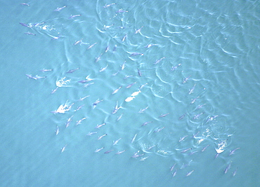 Aerial view of Tuna fish. Gulf of Maine, USA    (rr)