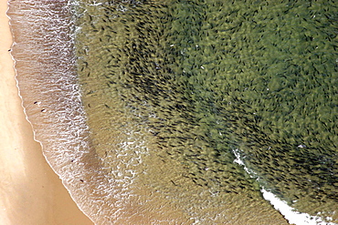 Aerial view of Bluefish (Pomatomus saltatrix). Gulf of Maine, USA    (rr)