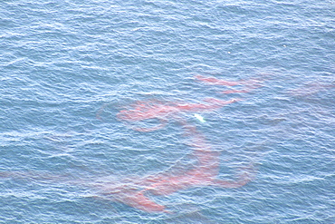 Aerial view of Krill. Gulf of Maine, USA    (rr)