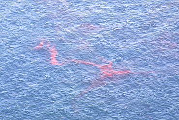 Aerial view of Krill. Gulf of Maine, USA    (rr)