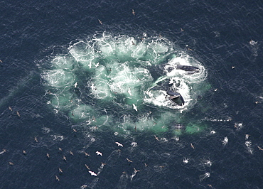 Humpback whale (Megaptera novaeangliae) bubble net feeding, taken from the air.  Gulf of Maine, USA   (RR)